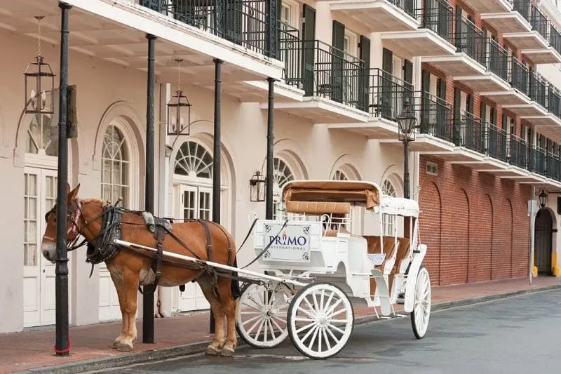 Primo Lanterns in New Orleans